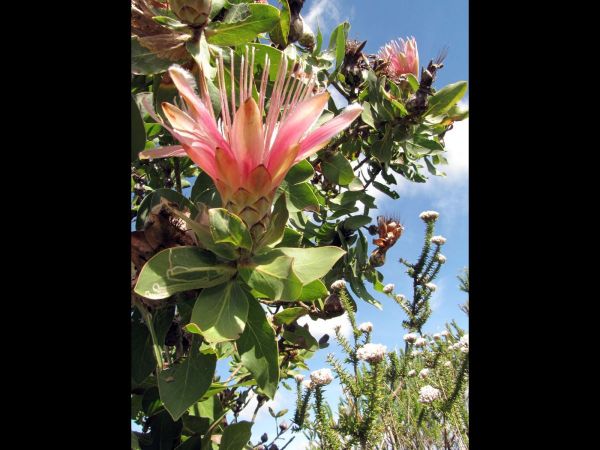 Protea aurea subsp. aurea
Shuttlecock Protea (Eng) Geel Suikerkan (Afr)
Trefwoorden: Plant;Proteaceae;Bloem;roze
