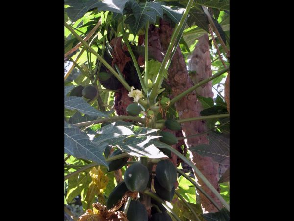 Carica papaya
Papaya tree (Eng) Papajaboom (Ned) - female tree with fruits and flowers
Trefwoorden: Plant;Caricaceae;cultuurgewas