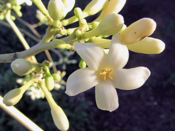 Carica papaya 
Papaya Tree (Eng) Papajaboom (Ned) - male flower
Trefwoorden: Plant;Caricaceae;cultuurgewas;Bloem;wit