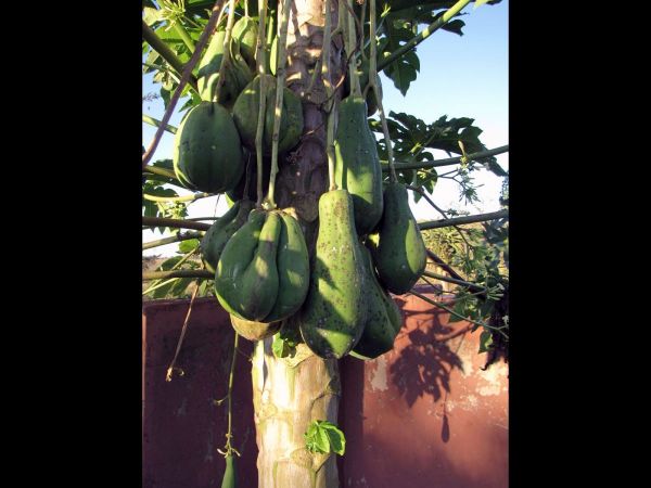 Carica papaya
Papaya Tree (Eng) Papajaboom (Ned) - male fruits
Trefwoorden: Plant;Caricaceae;vrucht;cultuurgewas