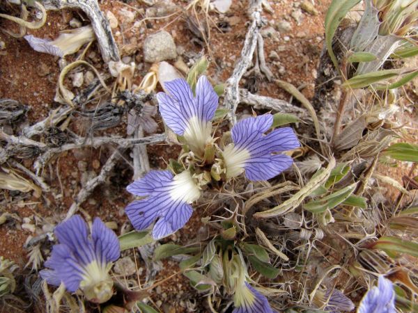 Blepharis subvolubilis
Eyelash Flower (Eng)
Trefwoorden: Plant;Acanthaceae;Bloem;blauw