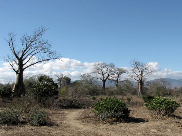Adansonia digitata
African Baobab (Eng) Apenbroodboom (Ned) Kremetartboom (Afr)
Trefwoorden: Plant;Boom;Malvaceae