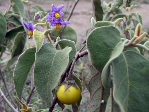 Solanum incanum
Thorn Apple (Eng)
Trefwoorden: Plant;Solanaceae;Bloem;paars