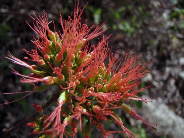 Combretum paniculatum
Flame creeper (Eng)
Trefwoorden: Plant;Boom;Combretaceae;Bloem;rood