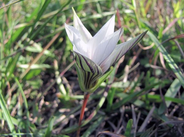 Colchium striatum
Trefwoorden: Plant;Colchicaceae;Bloem;wit
