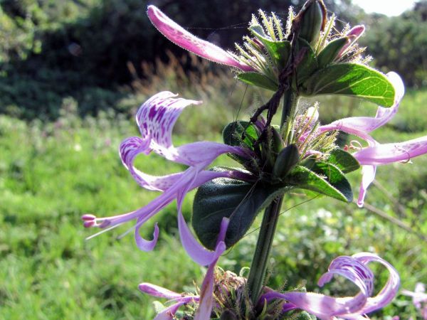 Hypoestes aristata
Ribbon Bush (Eng) Lintbos, Seeroogblommetjie (Afr) 
Trefwoorden: Plant;Acanthaceae;Bloem;lila;purper