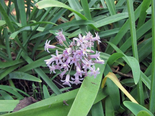 Tulbaghia simmleri
Sweet Garlic (Eng) Soetwildeknoffel (Afr) 
Trefwoorden: Plant;Amaryllidaceae;Bloem;roze