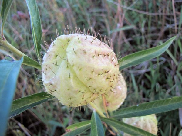 Gomphocarpus physocarpus
Balloon milkweed (Eng) Balmelkbossie (Afr)
Trefwoorden: Plant;Apocynaceae;vrucht