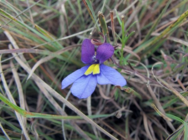Monopsis decipiens
Butterfly Lobelia (Eng)
Trefwoorden: Plant;Lobeliaceae;Bloem;blauw;paars