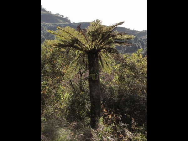 Cyathea dregei
Common Tree Fern (Eng) Gewone boomvaren (Ned) 
Trefwoorden: Plant;Boom;Cyatheaceae