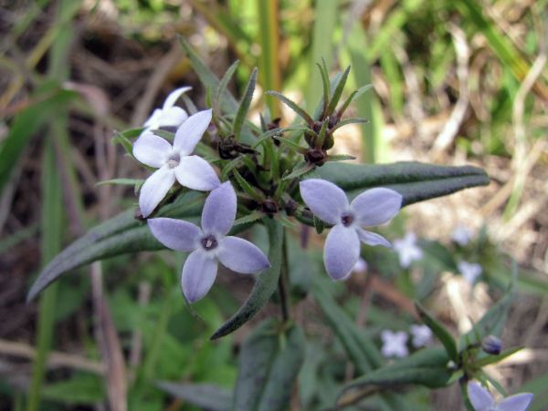 Conostomium natalense
Wild Pentas (Eng)
Trefwoorden: Plant;Rubiaceae;Bloem;wit