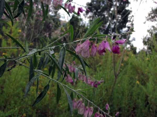 Polygala virgata
Purple Broom (Eng) Bloukappie (Afr) 
Trefwoorden: Plant;Polygalaceae;Bloem;purper