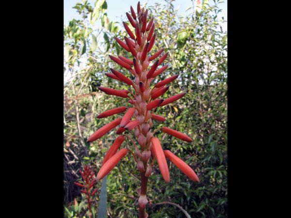 Aloe arborescens
Krantz Aloe (Eng) Kransaalwyn (Afr)
Trefwoorden: Plant;Asphodelaceae;Bloem;rood;oranje