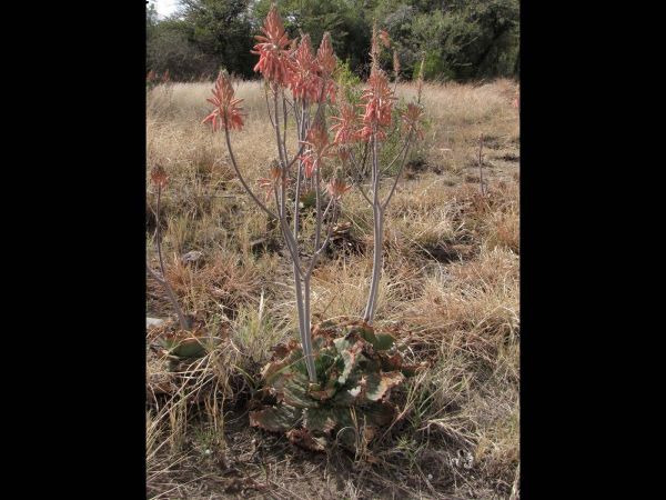 Aloe greatheadii
Spotted Aloe (Eng) Transvaalaalwyn (Afr)
Trefwoorden: Plant;Asphodelaceae;Bloem;oranje;rood