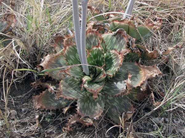 Aloe greatheadii
Spotted Aloe (Eng) Transvaalaalwyn (Afr)
Trefwoorden: Plant;Asphodelaceae
