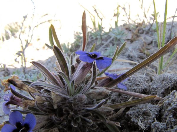Aptosimum lineare
Carpet Flower (Eng) Martha se viooltjie (Afr)
Trefwoorden: Plant;Scrophulariaceae;Bloem;blauw