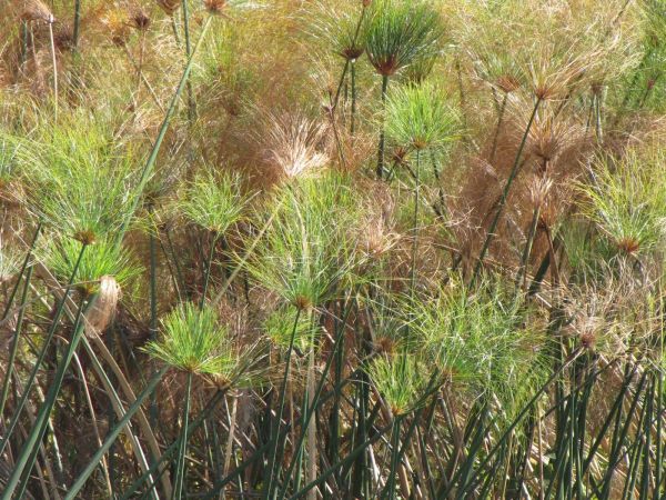 Cyperus papyrus
Papyrus Sedge (Eng) Papyrusriet (Ned) Papirus (Afr)
Trefwoorden: Plant;Cyperaceae;oeverplant