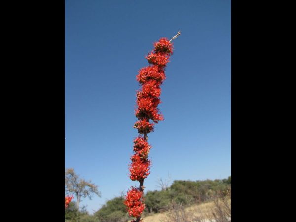 Combretum platypetalum
Dwarf red combretum (Eng)
Trefwoorden: Plant;Combretaceae;Bloem;rood