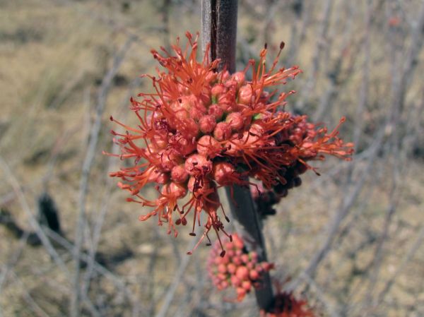 Combretum platypetalum
Dwarf red combretum (Eng)
Trefwoorden: Plant;Combretaceae;Bloem;rood