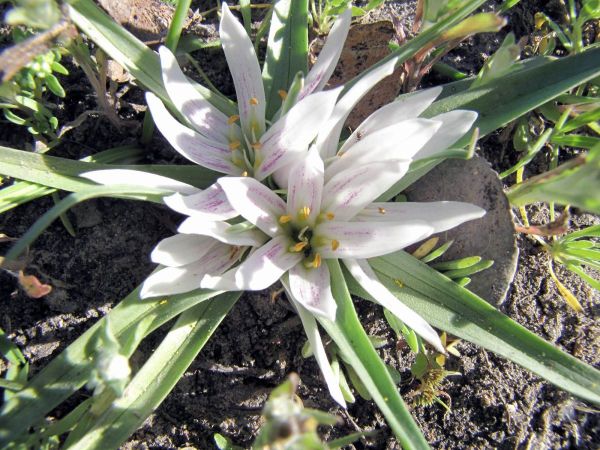 Colchicum roseum
Trefwoorden: Plant;Colchicaceae;Bloem;wit;paars