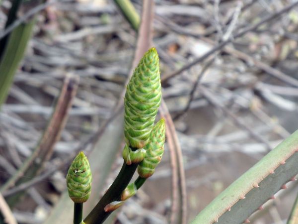 Aloe cryptopoda
Tweekleur-aalwyn (Afr)
Trefwoorden: Plant;Asphodelaceae