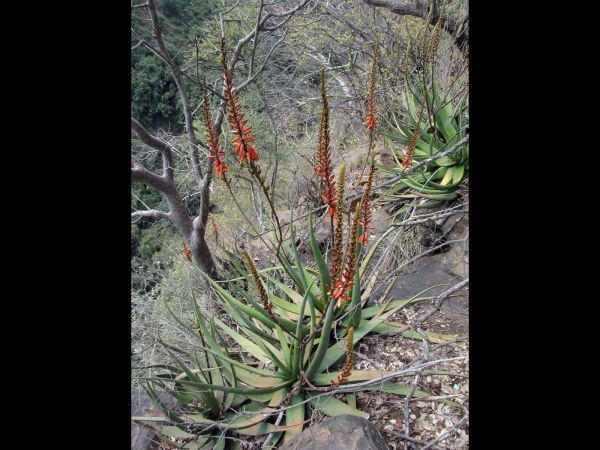 Aloe cryptopoda
Tweekleur-aalwyn (Afr)
Trefwoorden: Plant;Asphodelaceae;Bloem;groen;rood
