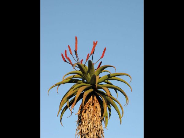 Aloe excelsa
Zimbabwe Aloe (Eng) Zimbabwe-Aalwyn (Afr)
Trefwoorden: Plant;Boom;Asphodelaceae;Bloem;rood