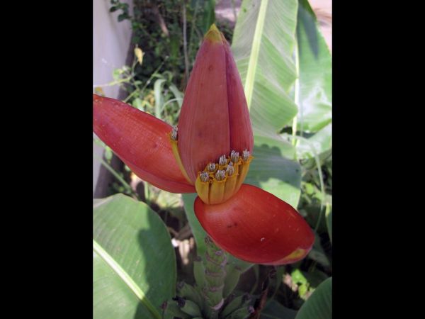 Musa sp.
Banana (Eng) Banaan (Ned)
Trefwoorden: Plant;Musaceae;Bloem;rood;oranje;cultuurgewas