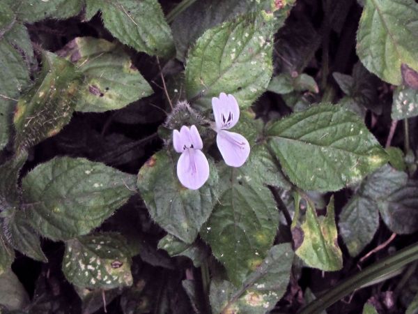 Hypoestes triflora
Trefwoorden: Plant;Acanthaceae;Bloem;lila