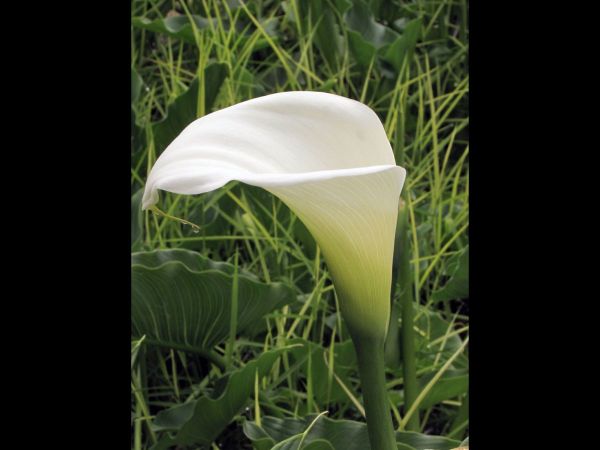 Zantedeschia aethiopica
Common Arum lily (Eng) Witte Aronskelk (Ned) Wit Varkoor  (Afr) 
Trefwoorden: Plant;Araceae;Bloem;wit