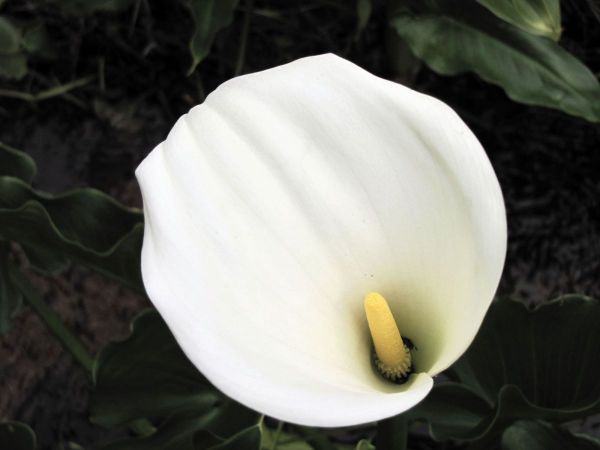 Zantedeschia aethiopica
Common Arum lily (Eng) Witte Aronskelk (Ned) Wit Varkoor  (Afr) 
Trefwoorden: Plant;Araceae;Bloem;wit