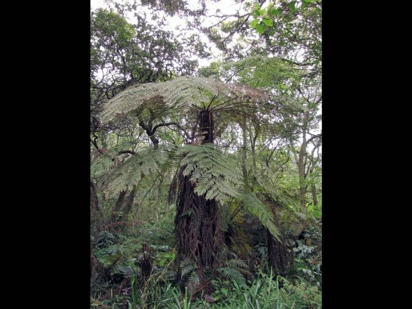 Cyathea thomsonii 
Thomson's Tree Fern (Eng)
Trefwoorden: Plant;Boom;Cyatheaceae