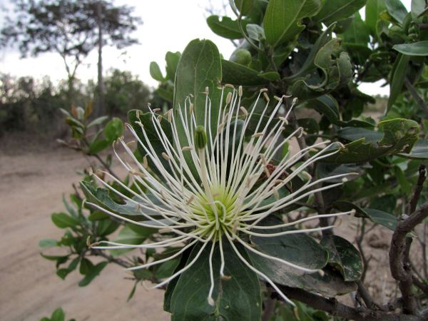 Thilachium africanum
Cucumber-bush (Eng)
Trefwoorden: Plant;Capparaceae;Bloem;wit