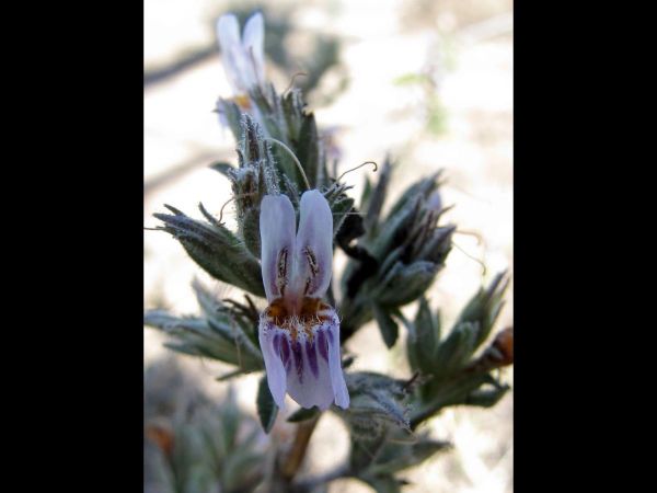 Duosperma quadrangulare
Salt Bush (Eng) 
Trefwoorden: Plant;Acanthaceae;Bloem;wit