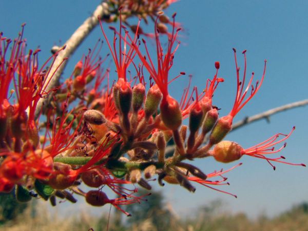 Combretum; C. microphyllum
Flame-creeper (Eng)
Trefwoorden: Plant;Combretaceae;Bloem;rood
