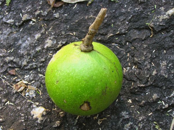Strychnos spinosa
Green Monkey Orange (Eng) Doringklapper (Afr)
Trefwoorden: Plant;Loganiaceae;Strychnaceae;vrucht