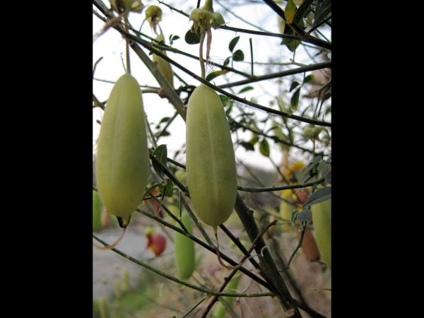 Crotalaria laburnifolia ssp laburnifolia
Oldland rattlepod (Eng) - Fruit
Trefwoorden: Plant;Fabaceae;vrucht