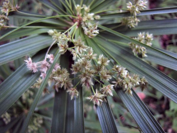 Cyperus albostriatus
Forest Star Sedge (Eng)
Trefwoorden: Plant;Cyperaceae
