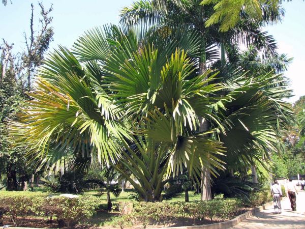 Bismarckia nobilis
Bismarck Palm (Eng) Bismarckpalm (Ned) - green type
Trefwoorden: Plant;Boom;Arecaceae