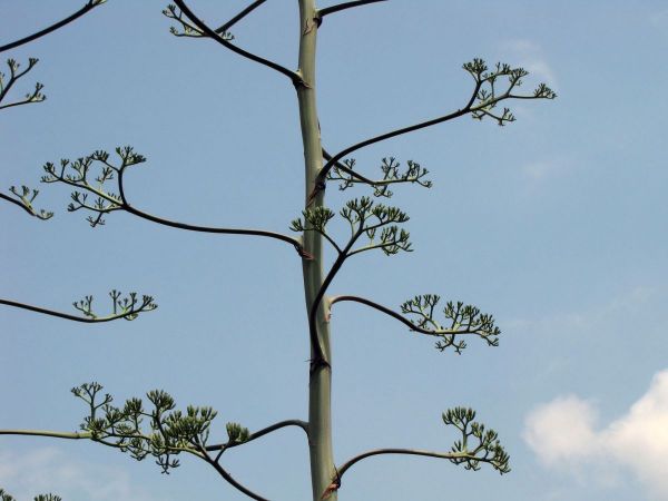 Agave sisalana
Sisal (Eng/Ned)) - Inflorescence
Trefwoorden: Plant;Asparagaceae;Bloem;groen;geel;cultuurgewas