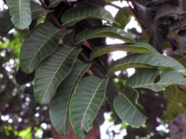 Entandrophragma excelsum
Gedur-nohor (Eng) Tiama-mahagoni (Ger) Mkukusu (Swah)
Trefwoorden: Plant;Boom;Meliaceae