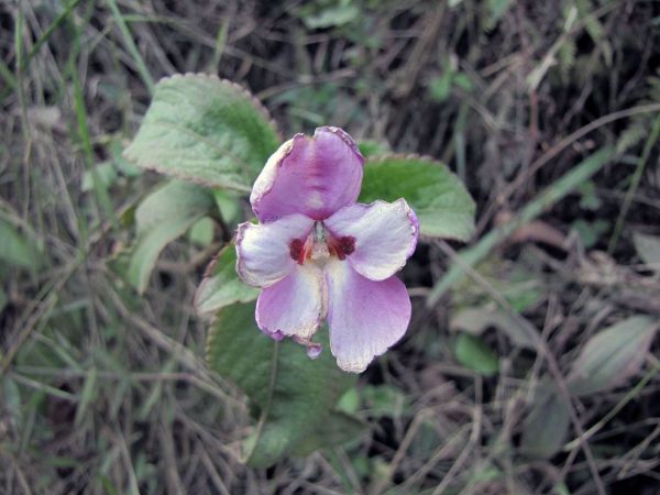 Impatiens; I. purpureo-violacea
Trefwoorden: Plant;Balsaminaceae;Bloem;roze;wit