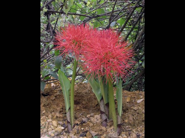 Scadoxus multiflorus
Fireball lily (Eng)
Trefwoorden: Plant;Amaryllidaceae;Bloem;rood