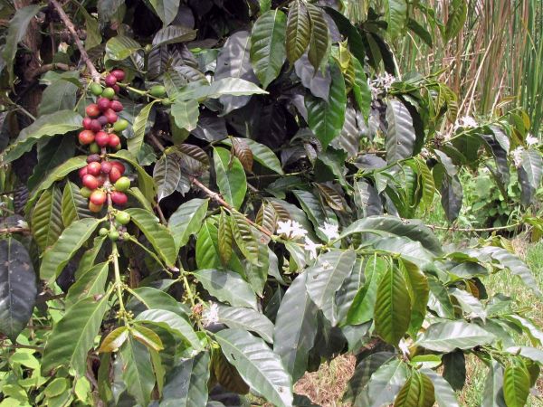 Coffea canephora
Coffee (Eng) Kofiieplant (Ned)
Trefwoorden: Plant;Rubiaceae;vrucht;cultuurgewas