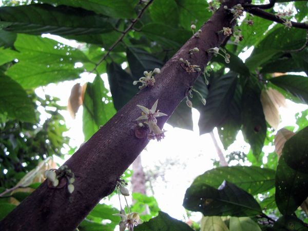 Theobroma cacao
Cocoa tree (Eng) Cacaoboom (Ned) 
Trefwoorden: Plant;Boom;Malvaceae;Sterculiaceae;Bloem;wit;onopvallend;cultuurgewas