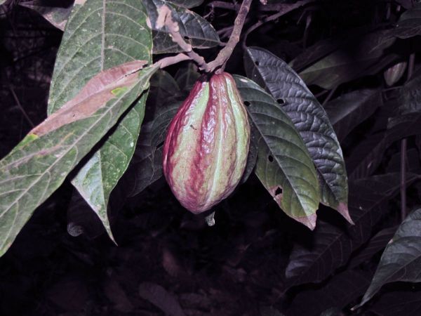 Theobroma cacao
Cocoa tree (Eng) Cacaoboom (Ned) 
Trefwoorden: Plant;Boom;Malvaceae;Sterculiaceae;vrucht;cultuurgewas