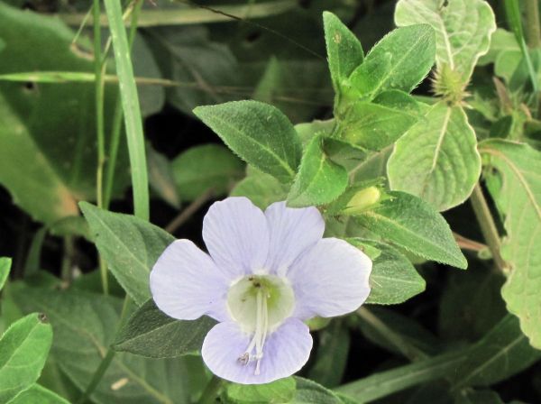 Barleria gueinzii
Bush violet (Eng)
Trefwoorden: Plant;Acanthaceae;Bloem;lila
