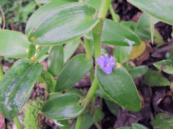 Cyanotis cristata
Crested Cat Ears, Crested Dew-Grass (Eng)
Trefwoorden: Plant;Commelinaceae;Bloem;blauw