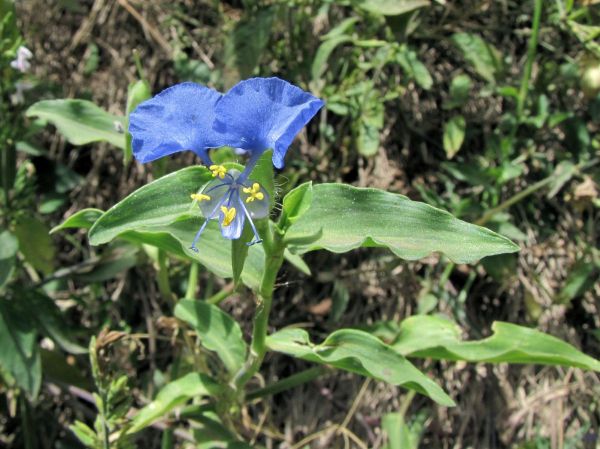 Commelina erecta
Dayflower, Wandering Jew (Eng)
Trefwoorden: Plant;Commelinaceae;Bloem;blauw