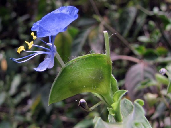 Commelina erecta
Slender Dayflower, White Mouth Dayflower (Eng)
Trefwoorden: Plant;Commelinaceae;Bloem;blauw